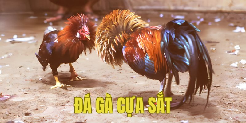 Banner www.haophongvpp.com