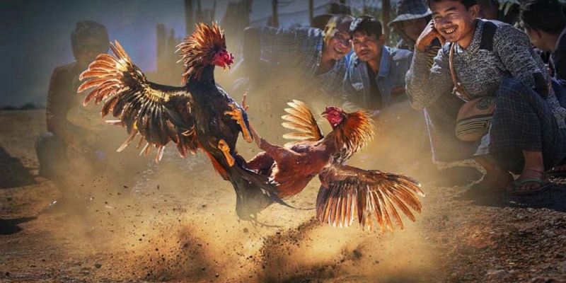 Banner www.haophongvpp.com